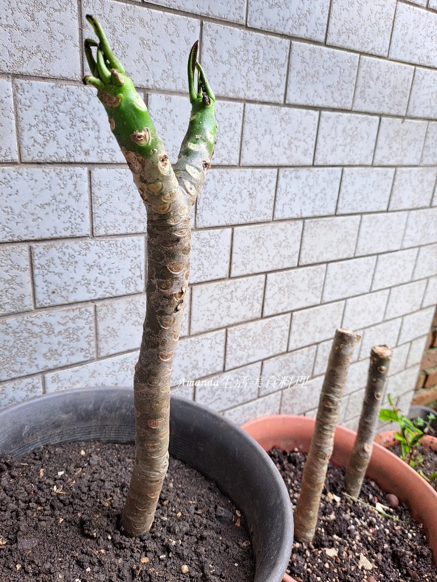 扦插植物,扦插雞蛋花,白雞蛋花扦插,種植緬梔花,種植雞蛋花,緬梔花,緬梔花扦插,緬梔花種植,緬梔花開花,緬梔花開花期,阡插緬梔花,雞蛋花,雞蛋花扦插,雞蛋花種植,雞蛋花開花期 @Amanda生活美食料理