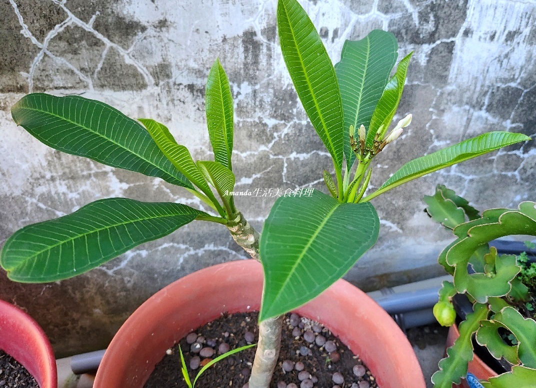 扦插植物,扦插雞蛋花,白雞蛋花扦插,種植緬梔花,種植雞蛋花,緬梔花,緬梔花扦插,緬梔花種植,緬梔花開花,緬梔花開花期,阡插緬梔花,雞蛋花,雞蛋花扦插,雞蛋花種植,雞蛋花開花期 @Amanda生活美食料理