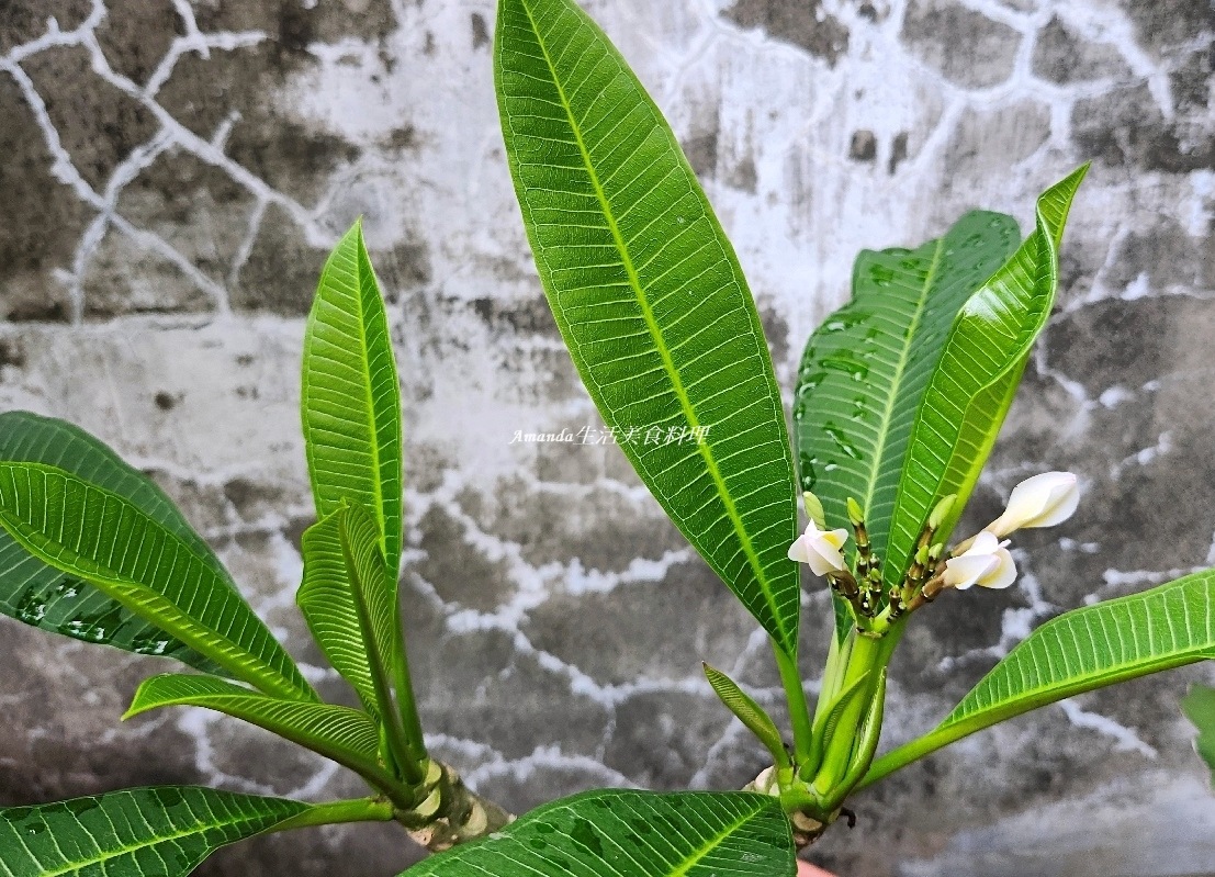 扦插植物,扦插雞蛋花,白雞蛋花扦插,種植緬梔花,種植雞蛋花,緬梔花,緬梔花扦插,緬梔花種植,緬梔花開花,緬梔花開花期,阡插緬梔花,雞蛋花,雞蛋花扦插,雞蛋花種植,雞蛋花開花期 @Amanda生活美食料理