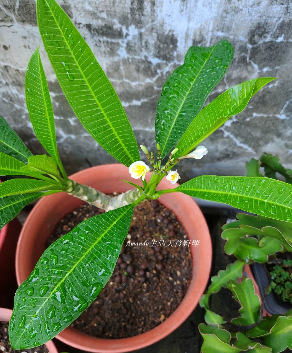 扦插植物,扦插雞蛋花,白雞蛋花扦插,種植緬梔花,種植雞蛋花,緬梔花,緬梔花扦插,緬梔花種植,緬梔花開花,緬梔花開花期,阡插緬梔花,雞蛋花,雞蛋花扦插,雞蛋花種植,雞蛋花開花期 @Amanda生活美食料理