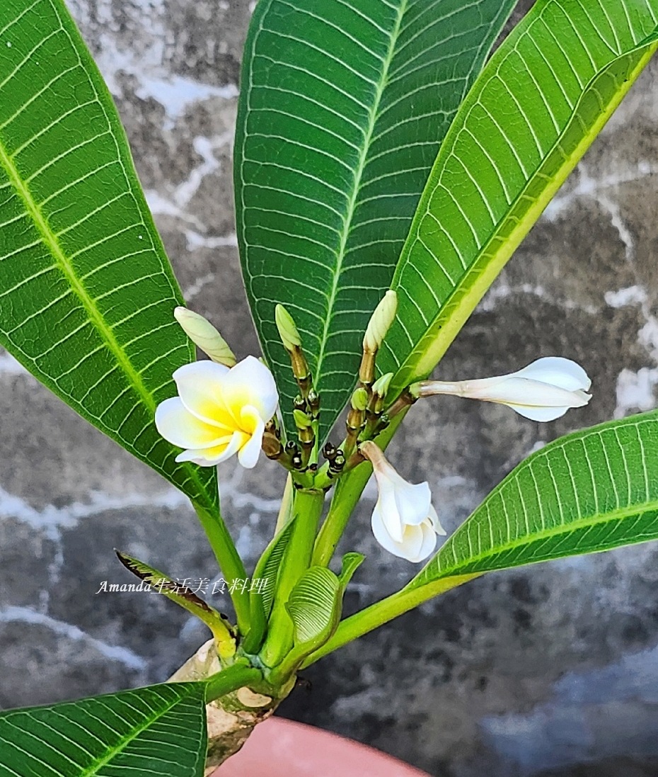 扦插植物,扦插雞蛋花,白雞蛋花扦插,種植緬梔花,種植雞蛋花,緬梔花,緬梔花扦插,緬梔花種植,緬梔花開花,緬梔花開花期,阡插緬梔花,雞蛋花,雞蛋花扦插,雞蛋花種植,雞蛋花開花期 @Amanda生活美食料理