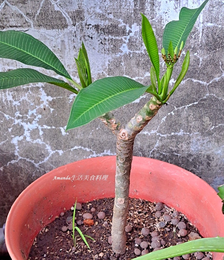 扦插植物,扦插雞蛋花,白雞蛋花扦插,種植緬梔花,種植雞蛋花,緬梔花,緬梔花扦插,緬梔花種植,緬梔花開花,緬梔花開花期,阡插緬梔花,雞蛋花,雞蛋花扦插,雞蛋花種植,雞蛋花開花期 @Amanda生活美食料理