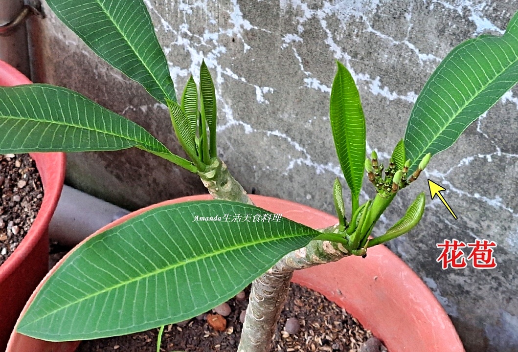 扦插植物,扦插雞蛋花,白雞蛋花扦插,種植緬梔花,種植雞蛋花,緬梔花,緬梔花扦插,緬梔花種植,緬梔花開花,緬梔花開花期,阡插緬梔花,雞蛋花,雞蛋花扦插,雞蛋花種植,雞蛋花開花期 @Amanda生活美食料理