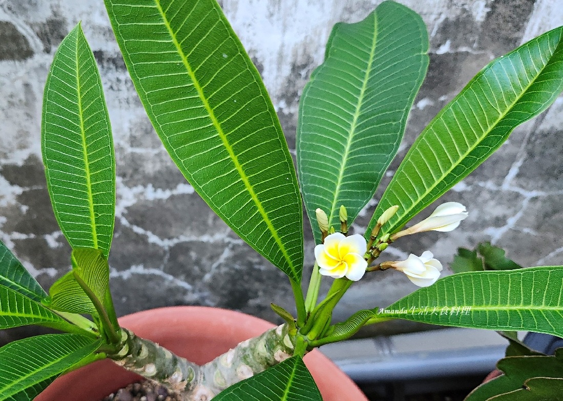 扦插植物,扦插雞蛋花,白雞蛋花扦插,種植緬梔花,種植雞蛋花,緬梔花,緬梔花扦插,緬梔花種植,緬梔花開花,緬梔花開花期,阡插緬梔花,雞蛋花,雞蛋花扦插,雞蛋花種植,雞蛋花開花期 @Amanda生活美食料理